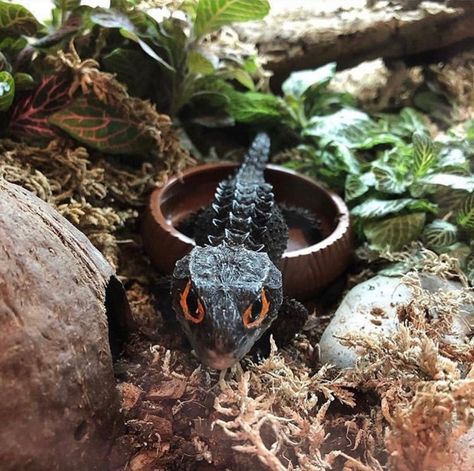 Red Eyed Skink Red Eye Crocodile Skink Enclosure, Red Eyed Crocodile Skink Enclosure, Crocodile Skink Enclosure, Skink Enclosure, Red Eyed Crocodile Skink, Crocodile Skink, Reptile Room, Reptile Skin, Red Eye