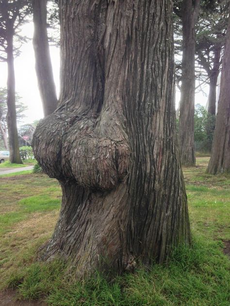 The 15 Best Accidental Butts Of 2015 Weird Trees, Picture Tree, Banksy Graffiti, Unique Trees, Tree Sculpture, Random Pictures, Photo Series, Banksy, Amazing Nature