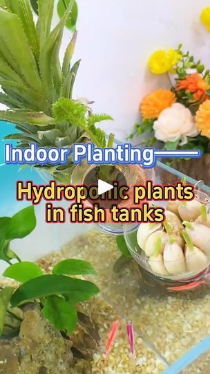 Plants In Fish Tank, Hydroponic Garden, Pallet Shelf, Aquaponic Gardening, Hydroponic Plants, Plant Hacks, Montessori Classroom, Tiny Plants, Fish Tanks