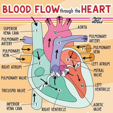 Blood flow through the 🫀 1️⃣ Blood comes in through the SVC and IVC 2️⃣ Enters into the right atrium 3️⃣ Passes through the tricuspid valve 4️⃣ Enters the right atrium 5️⃣ Passes through the pulmonary valve 6️⃣ Enters the pulmonary artery & goes to the lungs 7️⃣ Enters the pulmonary vein 8️⃣ Enters the left atrium 9️⃣ Passes through the mitral valve 🔟 Enters the left ventricle 1️⃣1️⃣ Passes through the aortic valve 1️⃣2️⃣ Enters the aorta & goes to rest of body Blood Flow Through The Heart, Surgical Technologist Student, Monday Magic, Tricuspid Valve, Mitral Valve, Nursing School Essential, Nursing School Motivation, Basic Anatomy And Physiology, Nurse Study Notes