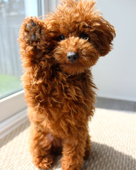 Red toy poodle puppy Red Poodle Puppy, Toy Poodle Red, Brown Toy Poodle, Teddy Bear Poodle, Mini Poodle Puppy, Poodle Mix Breeds, Goldendoodle Grooming, Toy Poodle Puppy, Red Poodles