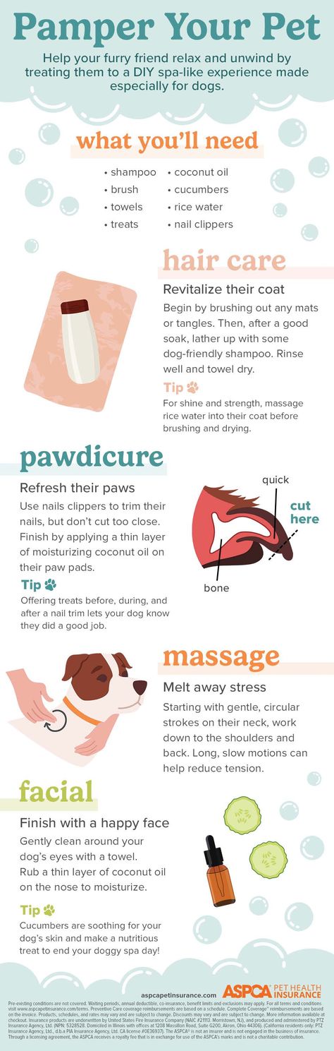 Diy Dog Spa Day, Dog Spa Day At Home, Puppy Spa Day, Dog Spa Day, Puppy Training Schedule, New Puppy Checklist, Puppy Checklist, Dog Spa, Puppy Mom