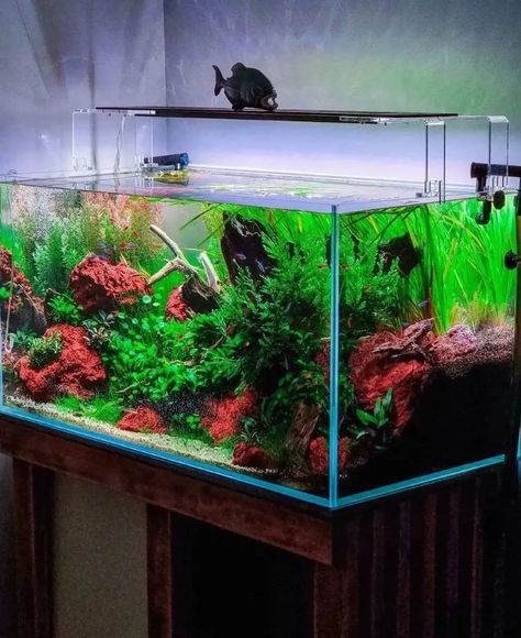 20 Coolest Freshwater Fish To Add Pop And Color To Fish Tank 75 Gallon Fish Tank Ideas, Fish Tank Ideas, Discus Fish, 55 Gallon, Fish Tanks, Freshwater Fish, Betta Fish, Fish Tank, Fresh Water