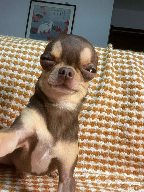 Funny Dog Pictures Faces, Chiwawa Wallpaper, Chichuachua Funny, Chiuahaha Funny Memes, Funny Chihuahua Pictures, Funny Animal Images, Funny Dog Faces, Angry Animals, Angry Dog