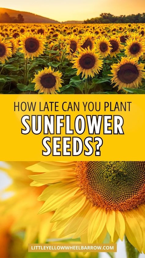 How late can you plant sunflower seeds for optimal blooms during the garden growing season? In this post, I deep dive into everything you need to know about planting sunflower seeds. Learn the optimal time to plant sunflower seeds, how to choose the right sunflower variety, and the best late sunflower planting tips and ideas. The ultimate guide to planting sunflower seeds in your flower garden. Sunflower Planting Ideas Gardens, When To Plant Sunflower Seeds, Sunflower Growing Tips, How To Plant Sunflower Seeds, Sunflower Planting Tips, Sunflowers Planting Ideas, Sunflower Garden Ideas, Sunflower Care, Growing Sunflowers From Seed