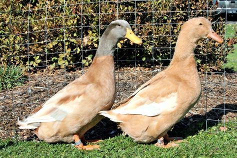 american buff duck Rouen Duck, Khaki Campbell Ducks, Types Of Ducks, Pekin Duck, Duck Species, Duck Breeds, Buff Orpington, Meat Birds, Muscovy Duck