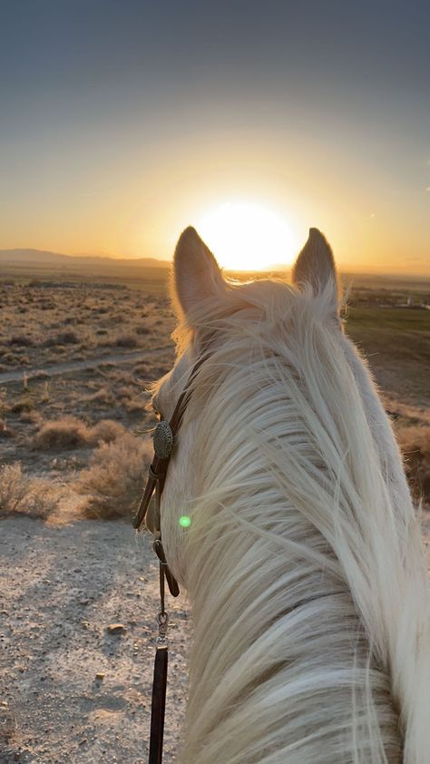 Horse Background, Royal Animals, Horsey Life, Beautiful Horses Photography, Lion Photography, Beach Sunset Wallpaper, Horse Wallpaper, Horse Aesthetic, Most Beautiful Horses