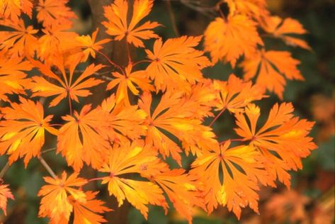 full-moon maple acer japonicum Japanese Maple Tree Varieties, Maple Tree Varieties, Maple Tree Landscape, Japanese Maple Care, Japanese Maple Garden, Japanese Maple Varieties, Bloodgood Japanese Maple, Homey Touches, Trees For Front Yard