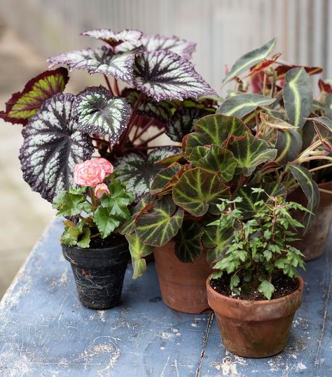 8 Begonia Houseplant Care Tips to Keep Your Plants Thriving Begonia Care, Fancy Plants, Rex Begonias, Houseplant Collection, Moving Plants, Herbal Garden, Poinsettia Care, Tuberous Begonia, Best Grow Lights