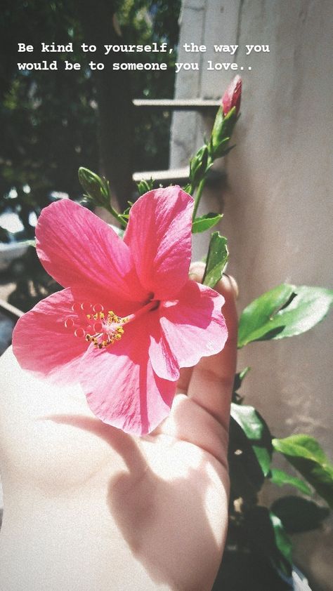 Joyful Captions For Instagram Flower Post, Flower Status For Instagram, Hibiscus Flower Quotes, Flower Snap Streaks, Hibiscus Quotes, Flower Captions For Instagram, Beautiful Flower Quotes, Instagram Captions For Friends, Instagram Picture Quotes