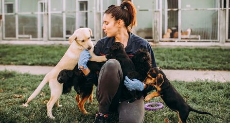 Shelter Volunteer Aesthetic, Shelter Aesthetic, Rescue Aesthetic, Pet Care Business, Dog Shelter, What Kind Of Dog, Pet Boarding, Dog Grooming Business, Pet Businesses