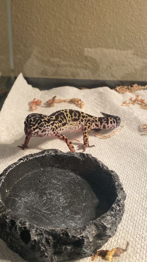 #geko #gekoarredi #gekoarredicarlocorina #lizard #animal #pet #mascota #mascotasanas #reptiles #reptiles Reptiles Aesthetic, Pet Reptiles, Reptiles Pet, Reptiles, Mom And Dad, Pet, Animals