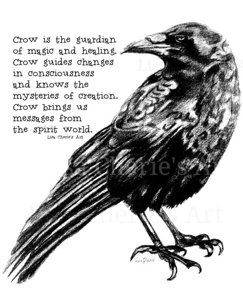 Crow Meaning, Crow Facts, Raven Spirit Animal, Witchcraft Meaning, Crow Spirit Animal, Crow Totem, Healing Messages, Crow Medicine, Bird Black And White