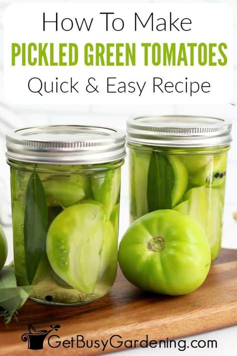 Dilled Green Tomatoes, Green Tomato Canning Ideas, How To Pickle Green Tomatoes, Pickling Green Tomatoes, Tomato Jelly Recipe Easy, Refrigerator Green Tomato Pickles, Picked Green Tomatoes, Pickled Tomatoes Green, Spicy Pickled Green Tomatoes