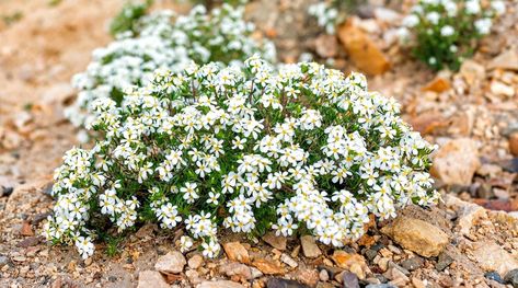 Xeriscape Yard, Utah Wildflowers, Tall Perennial Flowers, Utah Gardening, Utah Garden, Spring Perennials, Water Wise Landscaping, Partial Shade Plants, Yard Inspiration