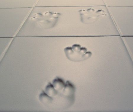 Ceramic tiles with animal footprints! Don't have the new house picked out yet, but this will find a place in it I'm sure! My parents will love it! Paw Print Tile, Dog Space, Boarding Facility, Kennel Ideas, Shelter Ideas, Animal Footprints, Dog Bathroom, Dog Spa, Ruby Tuesday