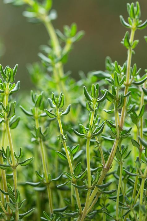 Deer Resistant Flowers, Thyme Herb, Deer Proof, Indoor Flowering Plants, Food Background, Deer Resistant Plants, Food Backgrounds, Bathroom Tile Designs, Fresh Thyme