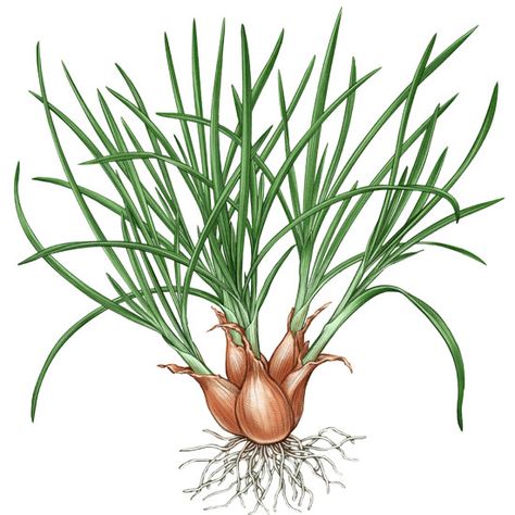 "All About Growing Shallots" Fine-flavored shallots can keep in storage for months, and growing shallots is easy. Whether you plant shallot cloves in fall or shallot seedlings in spring, by late summer you will be harvesting shallots. This guide includes descriptions of several types of shallots you can grow in your garden. From MOTHER EARTH NEWS Growing Shallots, Growing Organic Vegetables, Growing Onions, Homestead Gardens, Fall Vegetables, Fall Garden Vegetables, Mother Earth News, Garden Veggies, Veg Garden