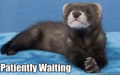 Waiting Patiently Waiting Meme Funny, Waiting Patiently Funny, Waiting Meme, Waiting Patiently, Pink Life, Patiently Waiting, Meme Stickers, Wait For Me, Funny Animal Pictures