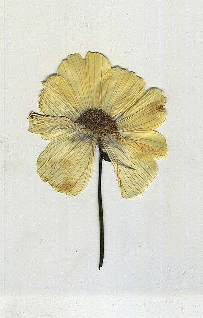 pressed flower Theme Nature, Mellow Yellow, Ikebana, Botanical Illustration, Botanical Art, Belle Photo, Pressed Flowers, A Flower, Provence