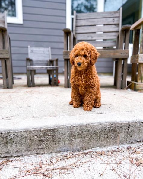 Red Toy Poodle Full Grown, Red Poodles, Mini Poodles, Toy Poodle, Teddy Bear, Red, Dogs, Animals