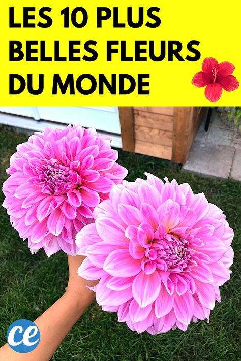 Envie d'avoir des belles fleurs dans votre jardin ? Voici la liste des plus belles fleurs du monde que tout le monde aimerait avoir à la maison. Il y a des fleurs rares mais aussi des fleurs que l'on peut tous avoir comme la pivoine, l'orchidée ou l'hortensia. Voici la liste à ne pas manquer : Rare Fruits, Top 10, Fruit