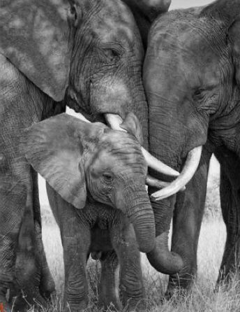 Healing From The Past, Three Elephants, The Three Amigos, Elephant Photography, Three Amigos, Elephant Quilt, Elephant Pictures, Elephants Photos, Elephant Drawing