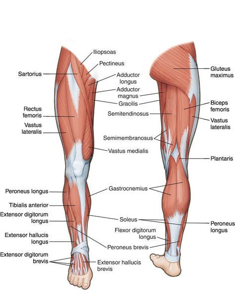 Leg Muscles Anatomy, Creature Anatomy, Muscular System Anatomy, Peroneus Longus, Hip Anatomy, Muscles Anatomy, Leg Anatomy, Human Muscle Anatomy, Leg Muscle