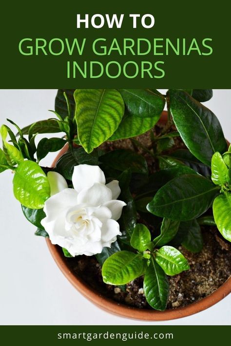 Indoor Gardenia Plant, Potted Gardenia Bush, Gardenia Plant Indoor, Gardenia Plant Care, Gardenia Indoor, Gardenia Fertilizer, Gardenia Care, Gardenia Trees, Gardenia Shrub