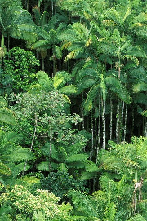 Tropical Oasis, Grass Seed, Tropical Rainforest, Green Life, Tropical Garden, Beautiful Tree, Tropical Paradise, Tropical Plants, Green Plants