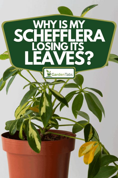 Why Is My Schefflera Losing Its Leaves? Schefflera Plant Care, Schefflera Plant, Umbrella Plant, Insecticidal Soap, Drought Resistant, Powdery Mildew, Clay Soil, Neem Oil, Tropical Climate