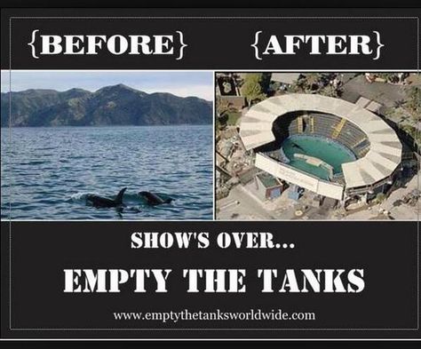 Enslavement for Human Entertainment Blackfish Documentary, Ocean Awareness, Societal Issues, Marine Wildlife, Save The Whales, Animal Activism, Animal Activist, Save Our Oceans, Stop Animal Cruelty