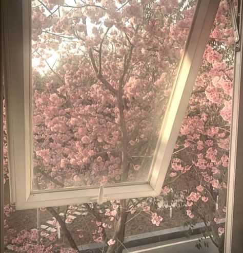 Pink Landscape Aesthetic, Muted Pink Aesthetic, Japan Pink Aesthetic, Bubble Reference, Pink And Brown Aesthetic, Aesthetic Cherry Blossom, Flowers Pink Aesthetic, Cherry Blossom Aesthetic, Ribbon Aesthetic