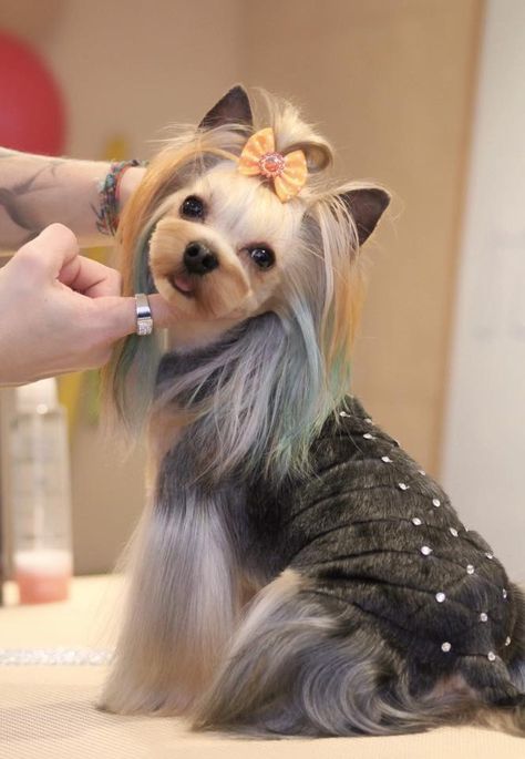 Diy Pet Grooming, Hire Cut, Yorkie Haircut, Yorkie Hairstyles, Dog Grooming Diy, Toy Yorkshire Terrier, Biewer Terrier, Grooming Ideas, Yorkie Haircuts