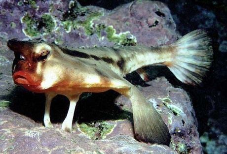 Batfish Fantastic Voyage, Marine Aquarium, Water Life, Beautiful Ocean, Marine Animals, Life Pictures, Sea Fish, Ocean Animals, Sea World