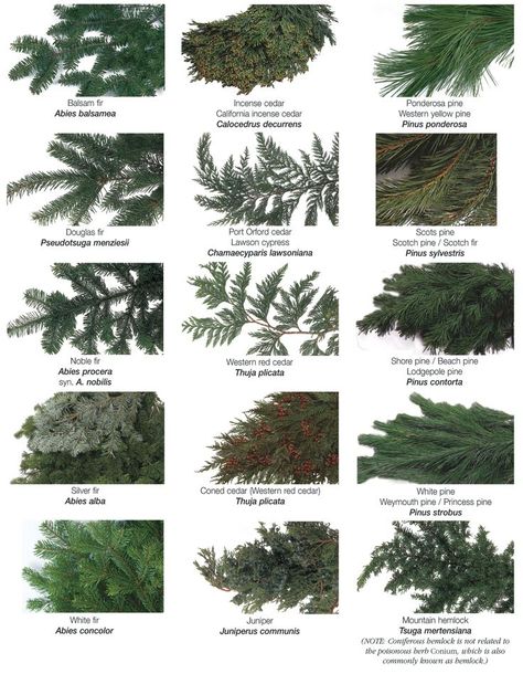 Fleur de Lis Quilts and Accessories: Sunday Quilt Inspiration: g r e e n e r y Pine Tree Identification Chart, Types Of Christmas Greenery, Pine Tree Varieties, Evergreen Floral Arrangements, Different Types Of Christmas Trees, Conifer Identification, Greenery Types, Tree Identification Chart, Evergreen Arrangements