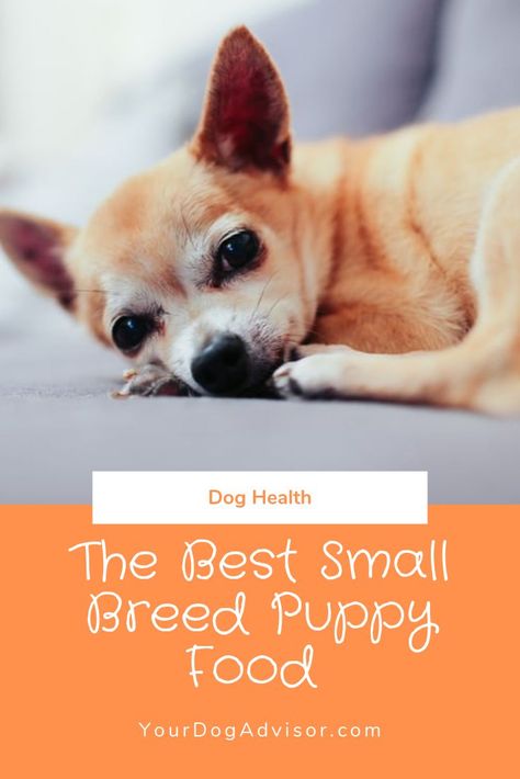 The Best Small Breed Puppy Food Best Puppy Food For Small Dogs, Best Puppy Food, Grain Free Dog Food, Yorkshire Terriers, Puppy Food, In Laws, My Future, Small Dog Breeds, Healthy Dogs