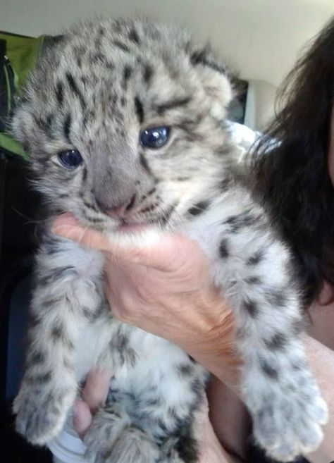 #animallovers #animalovers #animaladdicts #animallove #animalsofinstagram #animalsphotography #animalinstagram #loveanimals #animalphotos #animals_in_world Baby White Tiger Aesthetic, Cute Tiger Cubs, Baby Tigers, Baby Snow, Leopard Cub, Cute Small Animals, Baby Leopard, Image Swag, Cute Animals Puppies