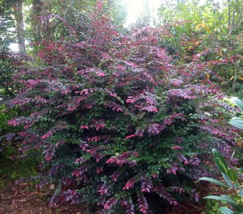 Loropetalum Chinense | Loropetalum chinense brightens up that dull corner of the garden Garden Design Pictures, Plant Structure, Front Yard Plants, Goth Garden, Hillside Garden, Full Sun Plants, Specimen Trees, Sun Plants, English Cottage Garden