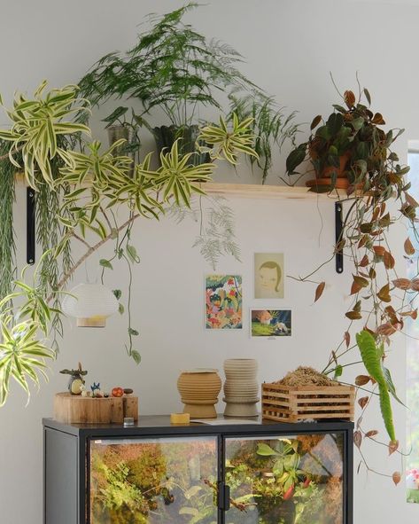 Plant Shelves With Grow Lights, Shelves With Grow Lights, Plant Shelves Bedroom, Benji Plant, Hanging Plant Shelves, Shelves With Hooks, Corner Plant Shelf, Shelves Plant, Shelves Bedroom