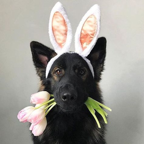 Easter Dog Photos, Easter Pet Photos, German Shepherd Photos, German Shepherd Pictures, Easter Photoshoot, Dogs Pictures, Dog Calendar, White German Shepherd, Dog German