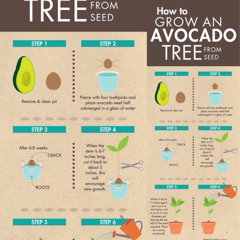 desima HOW TO GROW AN AVOCADO TREE FROM SEED HOW TO GROW AN AVOCADO TREE FROM SEED July 4, 2015  by Kirk Dyer How To Grow an Avocado Tree From Seed hass_avocado avocado_tree Mature Avocado Tree Mature Avocado Tree  Some Fun Fact about Avocados Call them ahuacatl, avocaat, abogado, avocatier, agovago pears or alligator pear, from guacamole to sushi, the world over has enjoyed avocados in a variety of ways. Once considered to have an aphrodisiac effect in many cultures, avocado growers put a l... Avocado Tree From Seed, Avocado Plant From Seed, Avocado Seed Growing, Avocado Dessert, Avocado Plant, Grow Avocado, Avocado Seed, Trendy Plants, Info Board