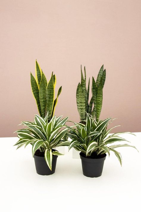 Snakes & Dragons | Bundles | Beginner Plants | Lively Root Dracaena Warneckii, Succulent Garden Design, نباتات منزلية, Snake Plants, Dragon Tree, Succulent Garden Diy, Container Gardening Flowers, Plants Decor, Plant Decor Indoor