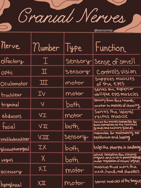 Cranial Nerves Diagram, Cranial Nerve Face Picture, Brain Nerves Anatomy, Brain And Cranial Nerves Human Anatomy, Neuro Anatomy Notes, Brain Notes Anatomy, Cranial Nerve Examination, Nerve System Anatomy, Cranial Nerves Mnemonic Cheat Sheets