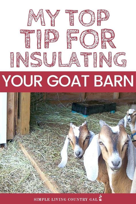 Goat Kidding Pen, Animals In The Winter, Deep Litter Method, Nigerian Goats, Goat Health, Keeping Goats, Livestock Barn, Goat Shelter, Goat Pen