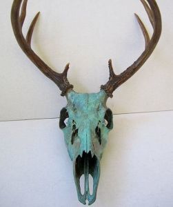 AA 9 White Tail Deer Skull, Painted Deer Skulls, Deer Skull Mount, Deer Skull Art, Antler Ideas, Deer Antler Decor, White Tail Deer, Antlers Decor, Antler Crafts