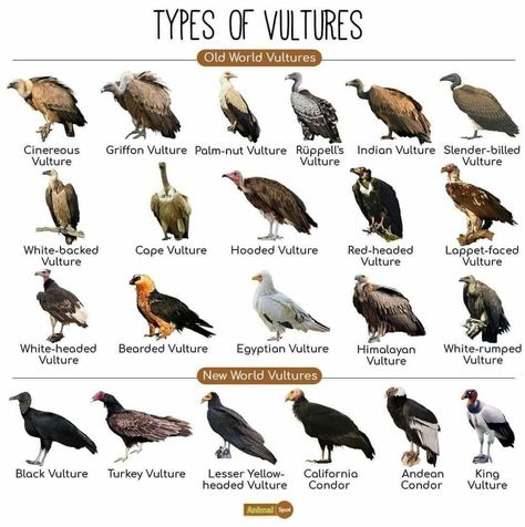 Noxus League Of Legends, Names Of Birds, Bearded Vulture, Animal Infographic, Andean Condor, Chihiro Y Haku, Bird Types, Bird Identification, Live Animals