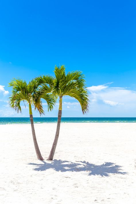 Palm Trees On Beach, Palm Tree Pics, Palm Trees Photography, Beach Trees, Summer Palm Trees, Beach With Palm Trees, Florida Palm Trees, Palm Tree Photography, Palm Tree Pictures