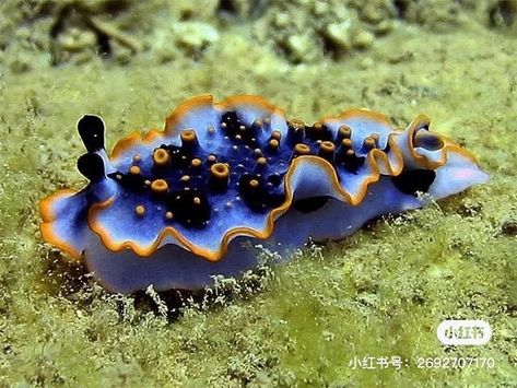 Fauna Marina, Sea Slugs, Molluscs, Deep Sea Creatures, Sea Snail, Sea Slug, Beautiful Sea Creatures, Underwater Creatures, Underwater Life