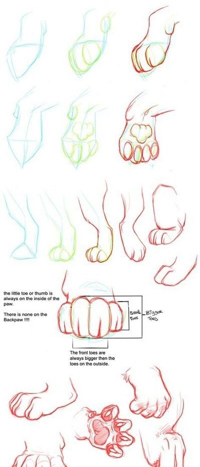 Cat Paws Reference, Paw Tutorial, Cat Paw Drawing, Paw Drawing, Cat Drawing Tutorial, Cats Art Drawing, Warrior Cat Drawings, Human Drawing, Creature Drawings